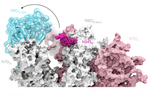 A glycan gate controls opening of the SARS-CoV-2 spike protein