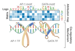 Decoding the Mechanistic Impact of Genetic Variation on Regulatory Sequences with Deep Learning